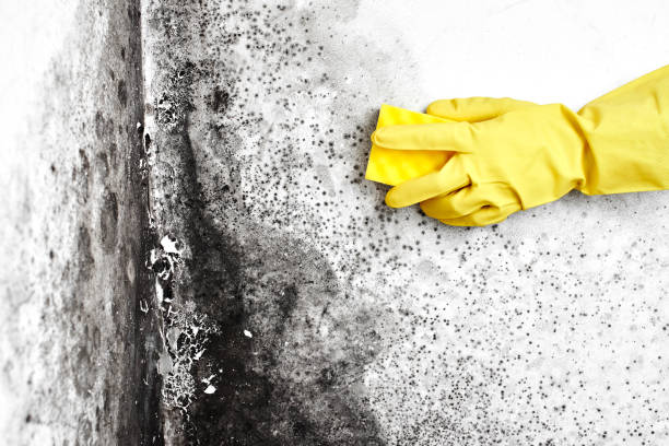 Best Attic Mold Remediation in Spring Valley, MN