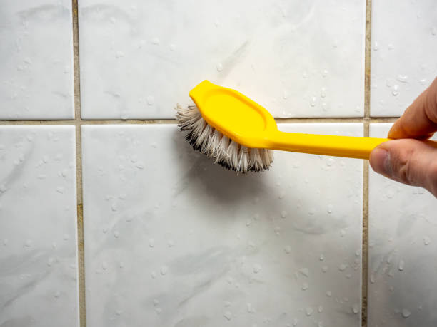 Best Kitchen Mold Remediation in Spring Valley, MN