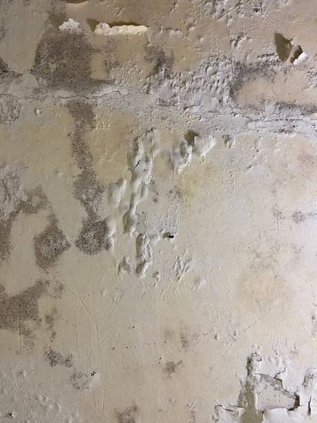 Best Basement Mold Remediation in Spring Valley, MN