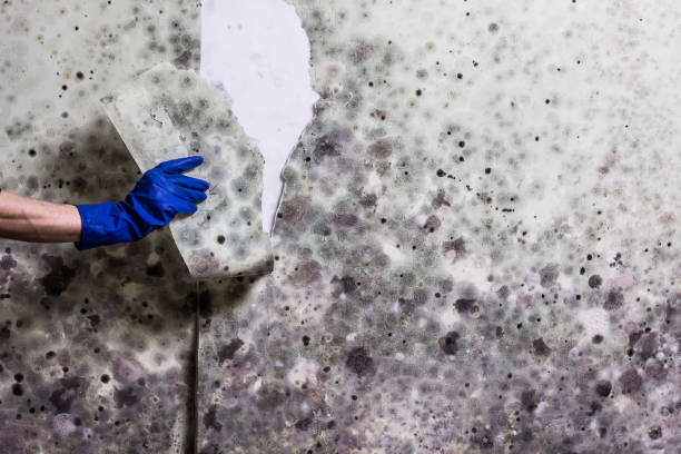 Best DIY Mold Remediation Support Services in Spring Valley, MN